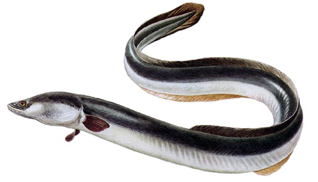 Úhoř